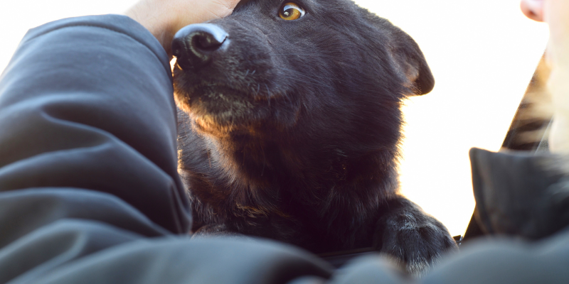 Cenizas de tu mascota: ¿De qué están compuestas las cenizas de tu peludo? Zoèpure