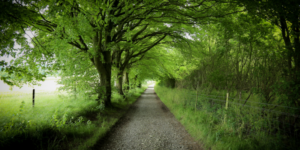 entierros ecologicos champmanslade Zoepure