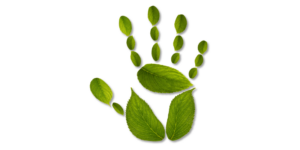 Funerales ecológicos en zoèpure