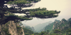 entierros ecológicos en china Zoepure
