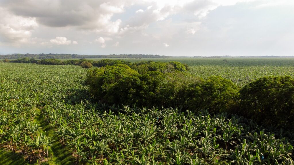 Sostenibilidad en la industria bananera en colombia Zoèpure
