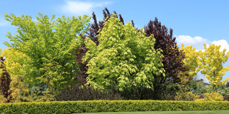 Convertirse en un árbol al morir con zoèpure