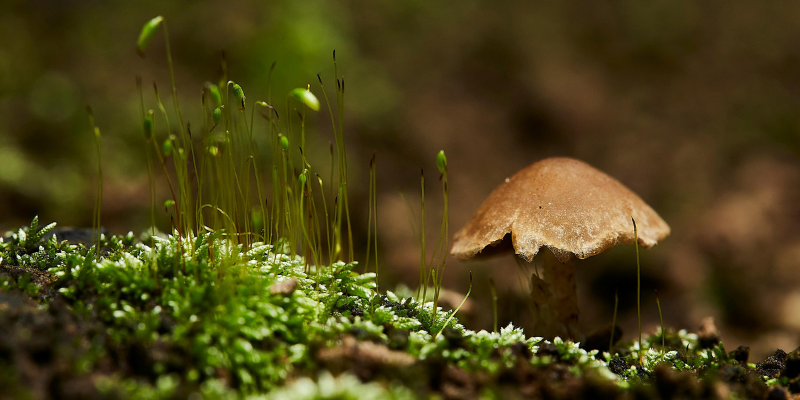 Innovación funeraria para las cenizas zoepure