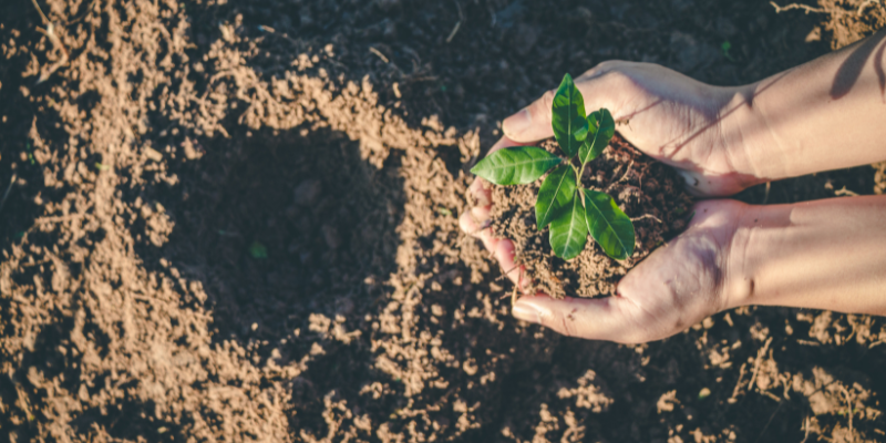 sembrar un árbol con cenizas Zoèpure