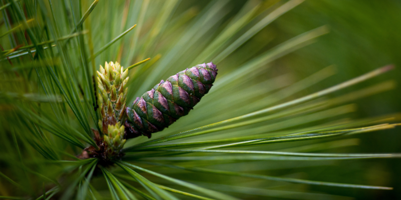 Innovación funeraria para las cenizas zoepure