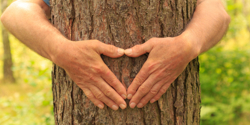 Convertirse en un árbol al morir con zoèpure