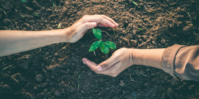 Plantar vida en el duelo Zoèpure