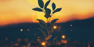 sembrar un árbol con cenizas Zoèpure