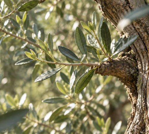 crea un árbol con las cenizas de tu ser querido y zoèpure